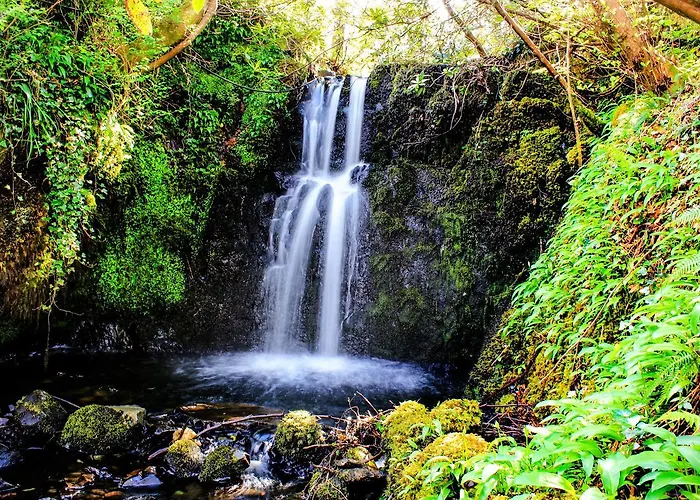 Cloverfox Connemara *